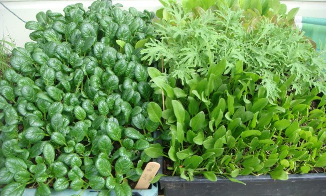Microgreens & Sprouted Seeds 11.30-12.30pm